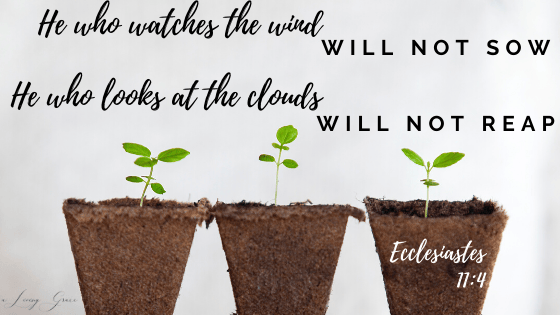 watch-the-wind