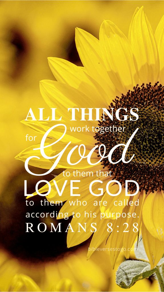 sunflower_rom_8-28_web_720x